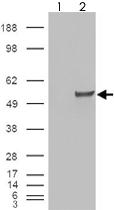 Anti-ESRRG Goat Polyclonal Antibody