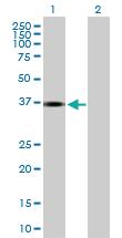 Anti-INHBE Mouse Polyclonal Antibody