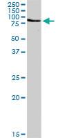 Anti-EZR Rabbit Polyclonal Antibody