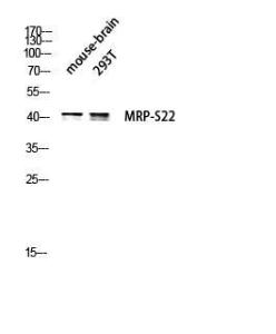 Western blot analysis of mouse brain 293T lysis using Anti-MRPS22 Antibody