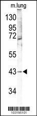 Anti-MAP Kinase 12 Rabbit Polyclonal Antibody (HRP (Horseradish Peroxidase))