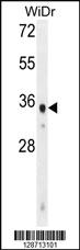 Anti-WDR5B Rabbit Polyclonal Antibody