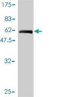 Anti-TEX264 Mouse Monoclonal Antibody [clone: 2A3-1A10]