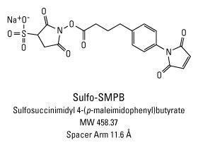 Sulpho-SMPB (Sulphosuccinimidyl 4-(4-maleimidophenyl)butyrate), Pierce™