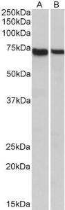 Anti-STXBP3 Goat Polyclonal Antibody