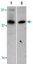 Anti-BIRC8 Rabbit Polyclonal Antibody