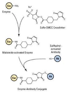 Sulpho-SMCC (3-Sulpho-N-succinimidyl-4-(N-maleimidomethyl)cyclohexane-1-carboxylate sodium salt), Pierce™