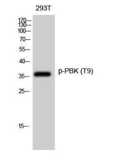 Western blot analysis of 293T cells using Anti-PBK (phospho Thr9) Antibody