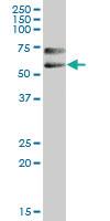 Anti-NECTIN2 Mouse Polyclonal Antibody