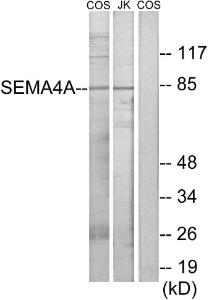 Western blot analysis of lysates from COS7 and Jurkat cells using Anti-SEMA4A Antibody The right hand lane represents a negative control, where the antibody is blocked by the immunising peptide