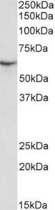 Anti-STXBP3 Antibody (A85173) (0.1 µg/ml) staining of Human Platelets lysate (35 µg protein in RIPA buffer). Primary incubation was 1 hour. Detected by chemiluminescence