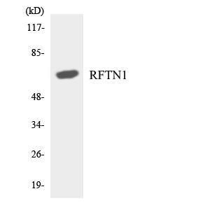 Western blot analysis of the lysates from RAW264.7 cells using Anti-RFTN1 Antibody