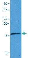 Anti-SUMO2 Mouse Monoclonal Antibody