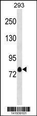 Anti-KCNA4 Rabbit Polyclonal Antibody (APC (Allophycocyanin))