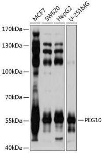 Western blot analysis of extracts of various cell lines, using Anti-PEG10 / EDR Antibody (A9086) at 1:1,000 dilution. The secondary antibody was Goat Anti-Rabbit IgG H&L Antibody (HRP) at 1:10,000 dilution.