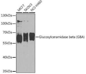 Antibody A93225-100 100 µl