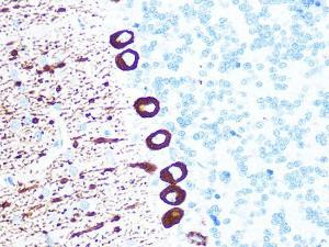 Immunohistochemistry analysis of paraffin-embedded rat brain using Anti-IP3 receptor Antibody [ARC1007] (A306244) at a dilution of 1:100 (40X lens). Perform microwave antigen retrieval with 10 mM PBS buffer pH 7.2 before commencing with IHC staining protocol