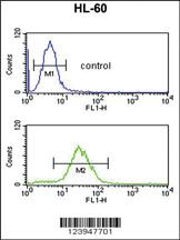 Anti-CFL1 Rabbit Polyclonal Antibody