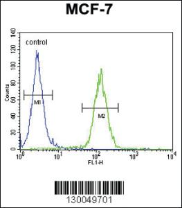 Anti-USF1 Rabbit Polyclonal Antibody