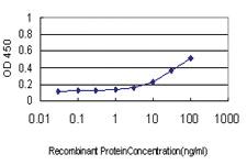 Anti-NFKBIB Mouse Monoclonal Antibody [clone: 1B5]