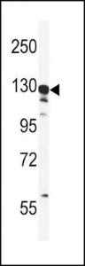 Anti-GTSE1 Rabbit Polyclonal Antibody (APC (Allophycocyanin))