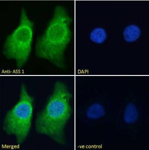 Anti-ASS1 Antibody (A83511) - Immunofluorescence analysis of paraformaldehyde fixed HeLa cells, permeabilized with 0.15% Triton. Primary incubation 1hr (10 µg/ml) followed by Alexa Fluor 488 secondary antibody (2 µg/ml), showing cytoplasmic staining