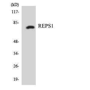 Western blot analysis of the lysates from K562 cells using Anti-REPS1 Antibody