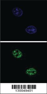 Anti-USF1 Rabbit Polyclonal Antibody