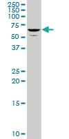 Anti-NELFCD Mouse Polyclonal Antibody