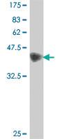 Anti-ANK1 Mouse Polyclonal Antibody