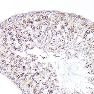 Immunohistochemistry analysis of paraffin-embedded rat testis using Anti-PEG10 / EDR Antibody (A9086) at a dilution of 1:100 (40x lens). Perform high pressure antigen retrieval with 10 mM citrate buffer pH 6.0 before commencing with IHC staining protocol.