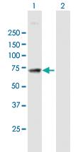 Anti-MAN1A2 Mouse Polyclonal Antibody