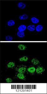 Anti-MEF2A Rabbit Polyclonal Antibody (AP (Alkaline Phosphatase))