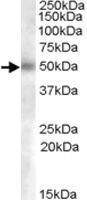 Anti-GCNT3 Goat Polyclonal Antibody