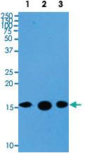 Anti-SUMO2 Mouse Monoclonal Antibody