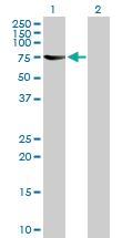 Anti-NELFCD Mouse Polyclonal Antibody