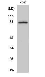 Western blot analysis of various cells using Anti-SEMA4A Antibody