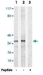 Anti-PSMD11 Rabbit Polyclonal Antibody