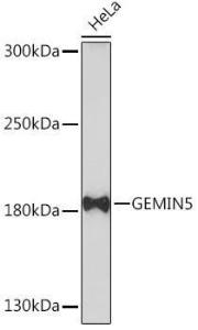 Western blot analysis of extracts of HeLa cells, using Anti-Gemin 5 Antibody (A93227) at 1:1,000 dilution