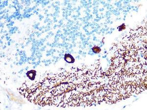 Immunohistochemistry analysis of paraffin-embedded mouse brain using Anti-IP3 receptor Antibody [ARC1007] (A306244) at a dilution of 1:100 (40X lens). Perform microwave antigen retrieval with 10 mM PBS buffer pH 7.2 before commencing with IHC staining protocol