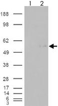 Anti-GCNT3 Goat Polyclonal Antibody