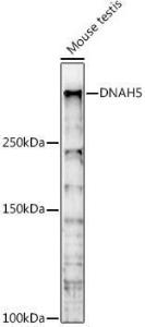 Western blot analysis of extracts of Mouse testis, using Anti-DNAH5 Antibody (A309139) at 1:1000 dilution. The secondary Antibody was Goat Anti-Rabbit IgG H&L Antibody (HRP) at 1:10000 dilution. Lysates/proteins were present at 25 µg per lane