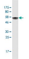 Anti-AIFM2 Mouse Monoclonal Antibody [clone: 2C6]