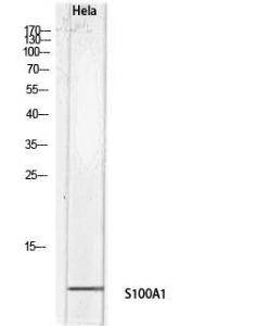 Western blot analysis of Hela lysis using Anti-S100A1 Antibody