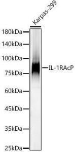 Anti-IL-1RAcP antibody