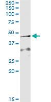 Anti-AIFM2 Antibody Pair