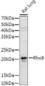 Antibody anti-RHOB 100 µl