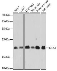 Anti-NCS1 Rabbit Monoclonal Antibody [clone: ARC2523]