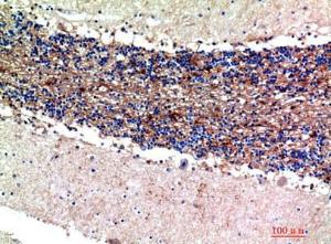 Immunohistochemical analysis of paraffin-embedded human brain using Anti-S100A1 Antibody