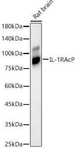 Anti-IL-1RAcP antibody